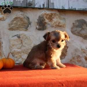 Ullisah, Morkie / Yorktese Puppy